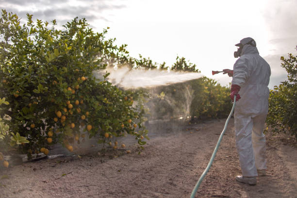 Best Affordable Pest Control Services  in Norco, LA
