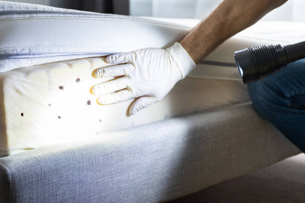 Best Best Pest Control Near Me  in Norco, LA