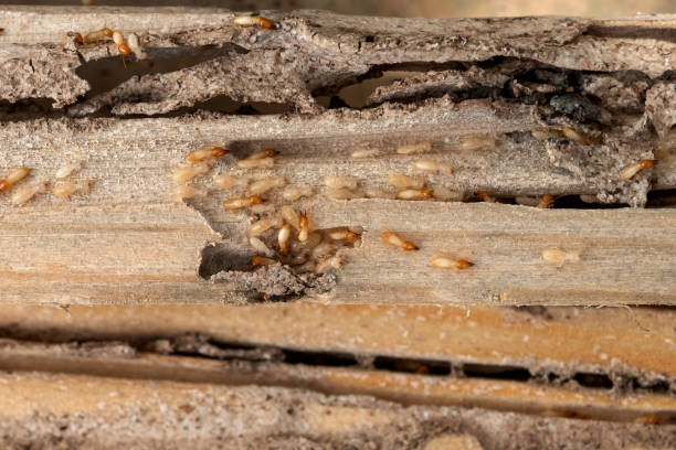 Reliable Norco, LA Pest Control Solutions