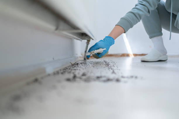 Best Mosquito Control Services  in Norco, LA